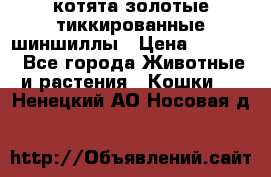 котята золотые тиккированные шиншиллы › Цена ­ 8 000 - Все города Животные и растения » Кошки   . Ненецкий АО,Носовая д.